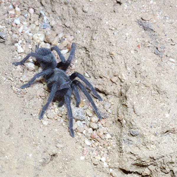 Aphonopelma steindachneri