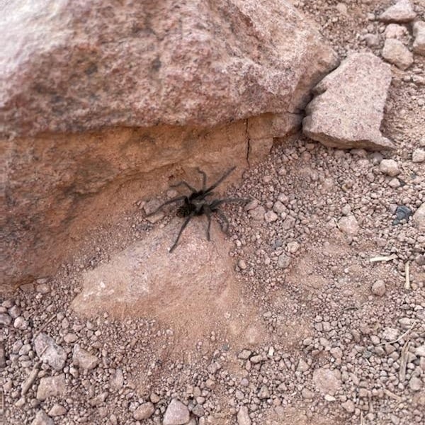 Aphonopelma marxi