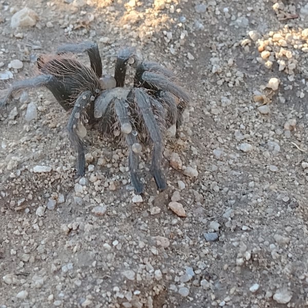 Aphonopelma johnnycashi