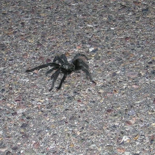 Aphonopelma vorhiesi