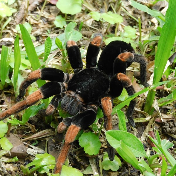 Megaphobema mesomelas