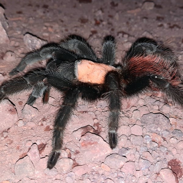 Brachypelma