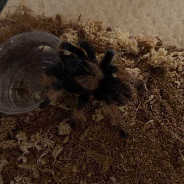 Brachypelma emilia