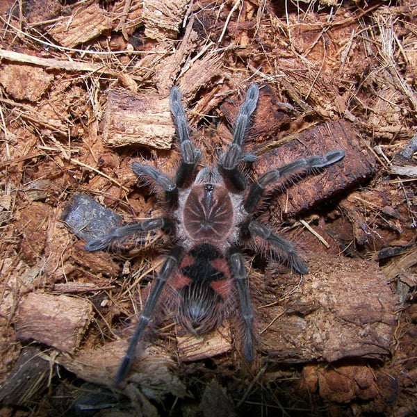 Pamphobeteus