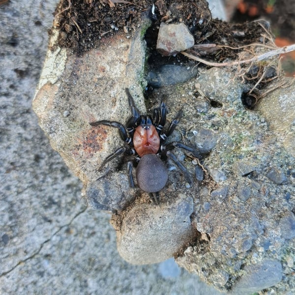 Porrhothele antipodiana