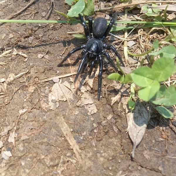 Halonoproctidae
