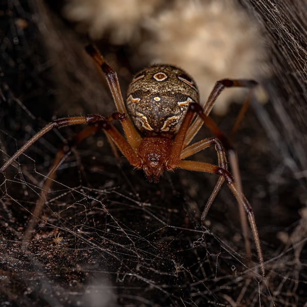 Latrodectus