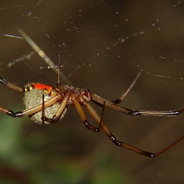 Latrodectus geometricus