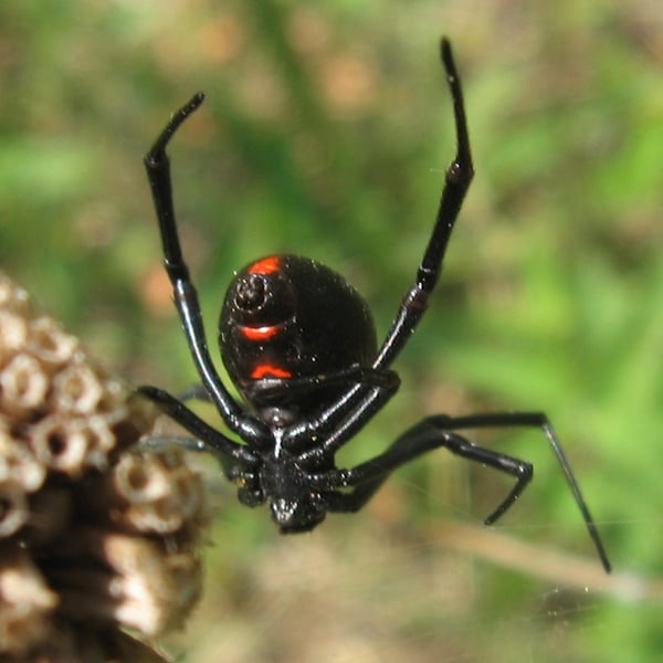 Latrodectus variolus