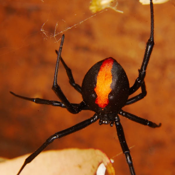 Latrodectus hasselti