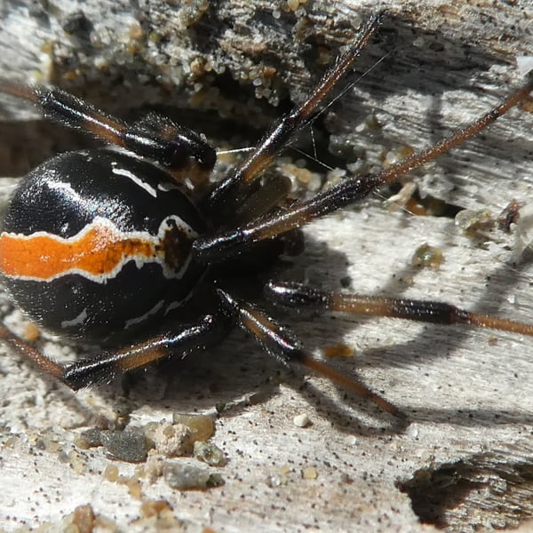 Latrodectus katipo