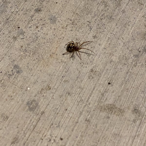Steatoda