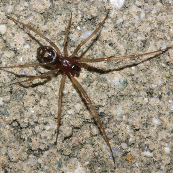 Steatoda grossa