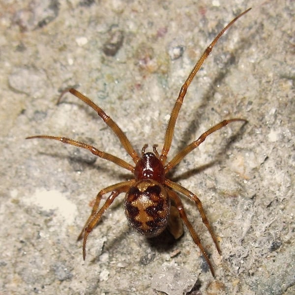 Steatoda triangulosa