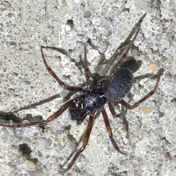 Steatoda borealis