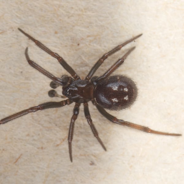 Steatoda capensis