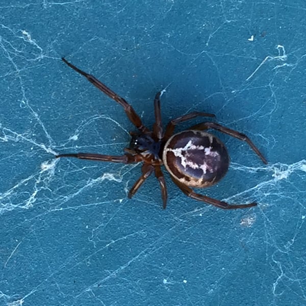 Steatoda nobilis