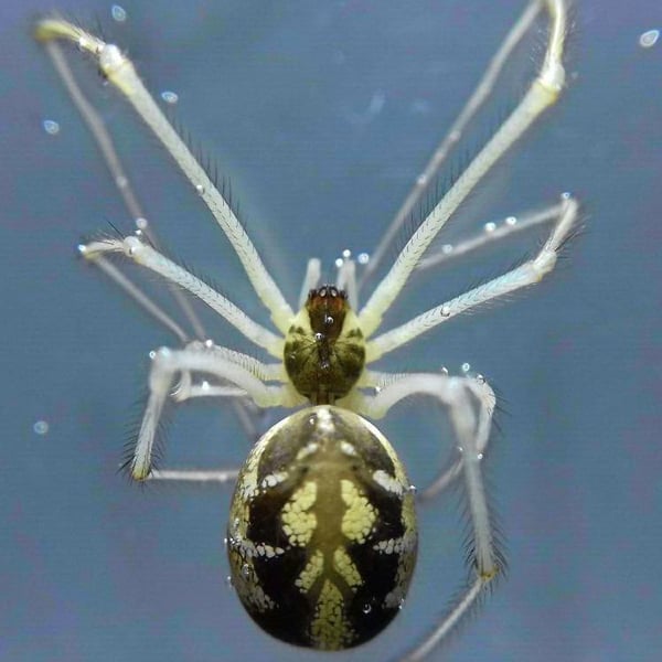 Theridion