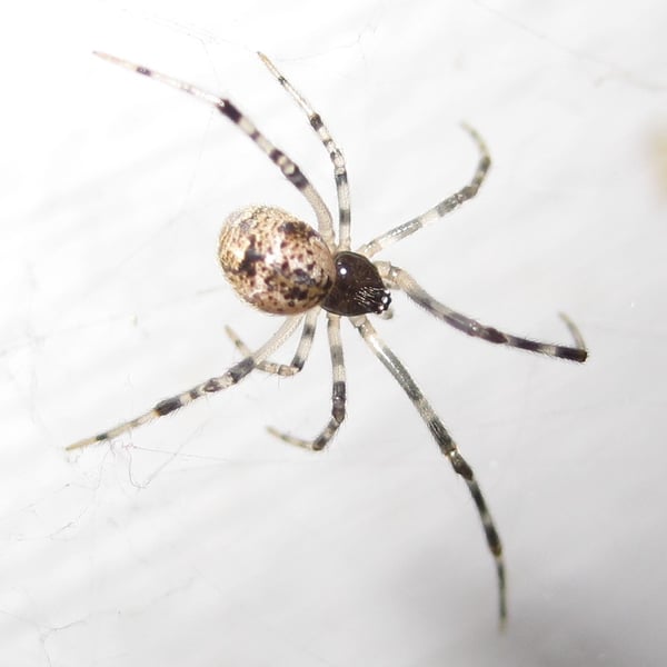 Parasteatoda tepidariorum