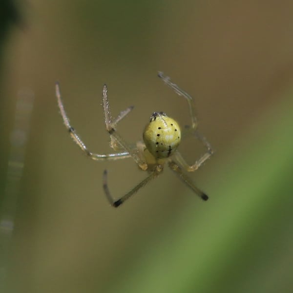 Enoplognatha ovata