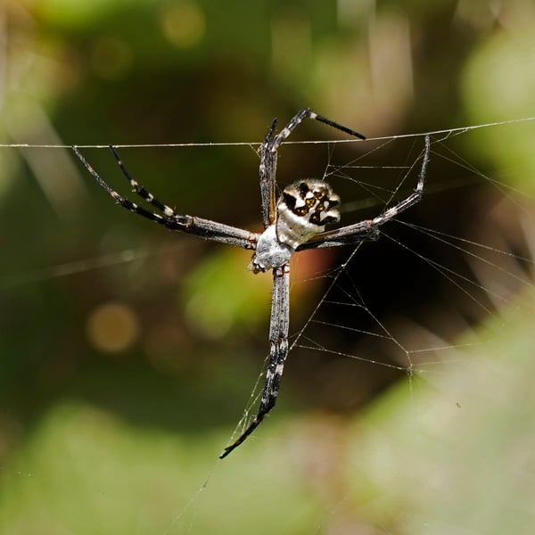 Argiope
