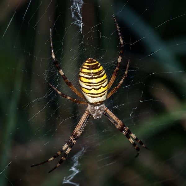 Argiope bruennichi