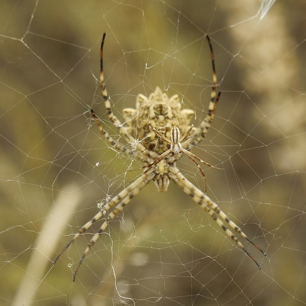 Argiope lobata
