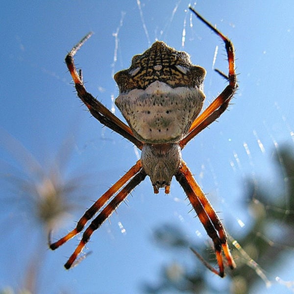 Argiope argentata
