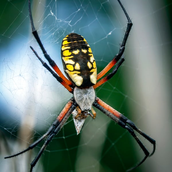 Argiope aurantia