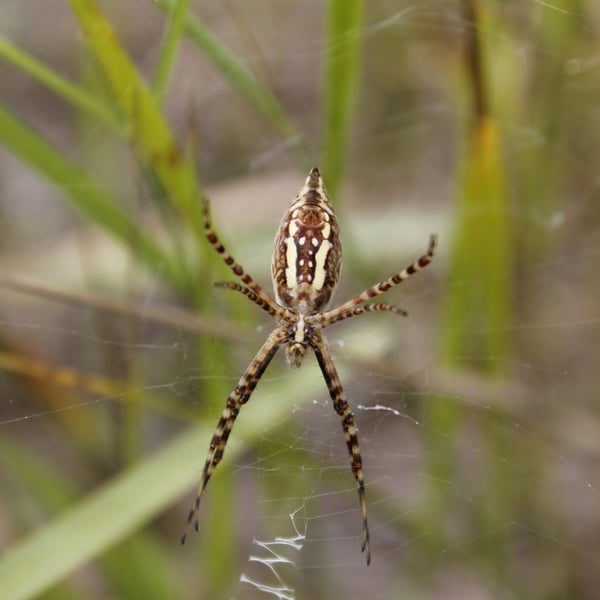 Argiope trifasciata