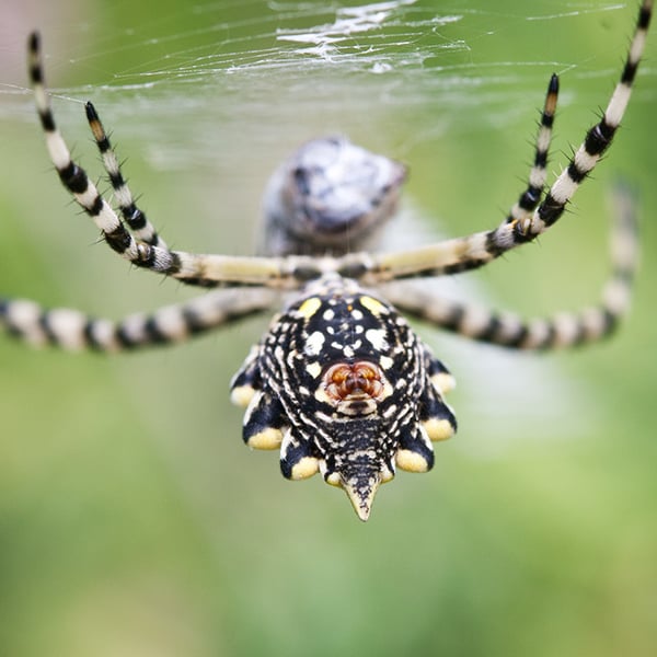 Argiope australis