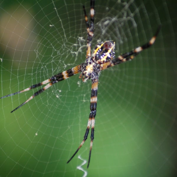 Argiope appensa