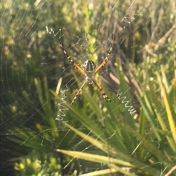 Argiope florida