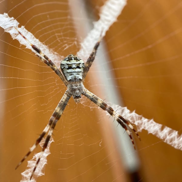 Argiope aetherea