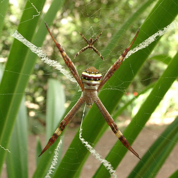 Argiope keyserlingi