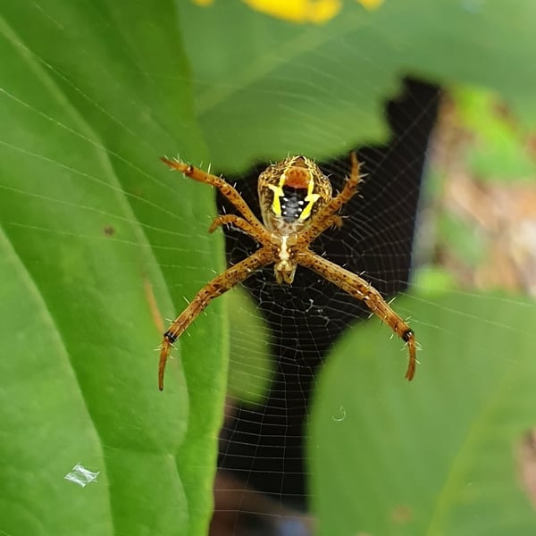Argiope aemula