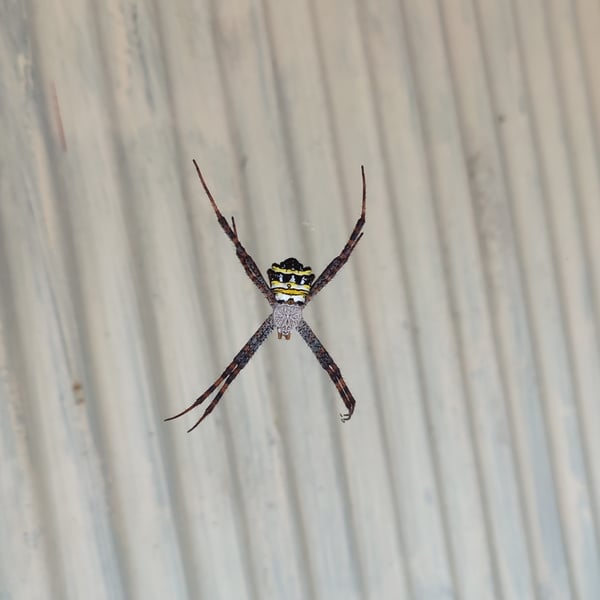 Argiope aetheroides