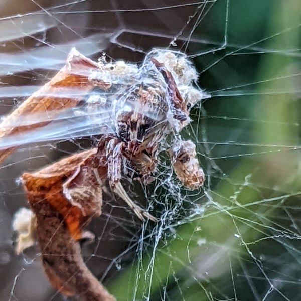 Metepeira labyrinthea