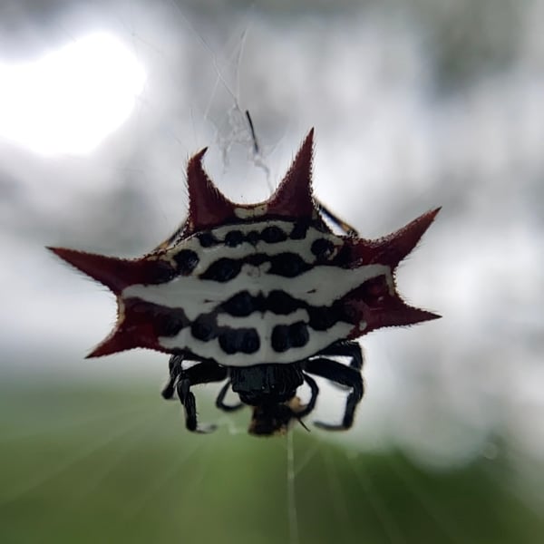 Gasteracantha