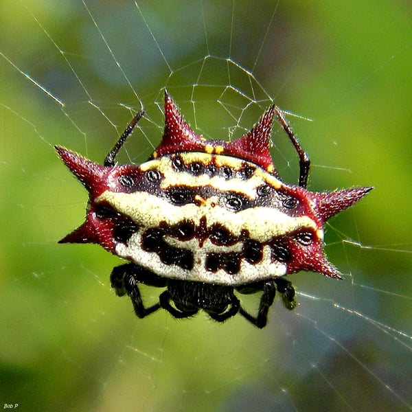 Gasteracantha cancriformis