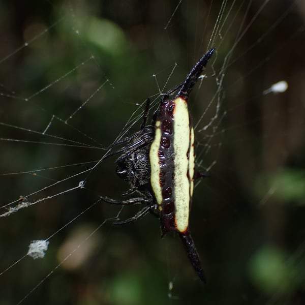 Gasteracantha fornicata