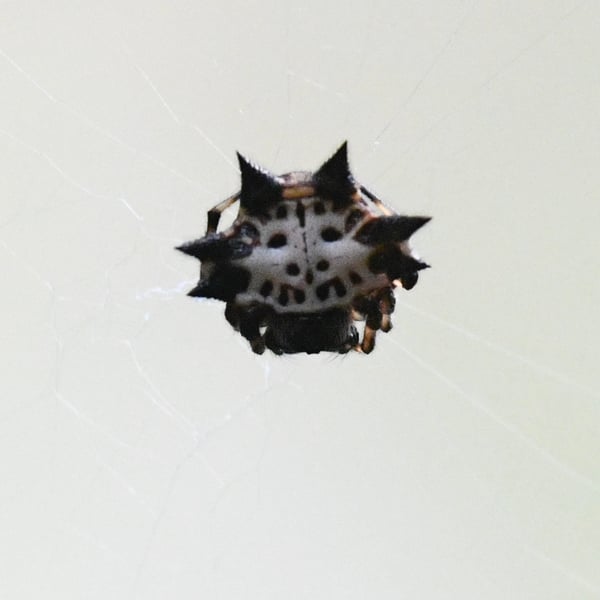 Gasteracantha kuhli