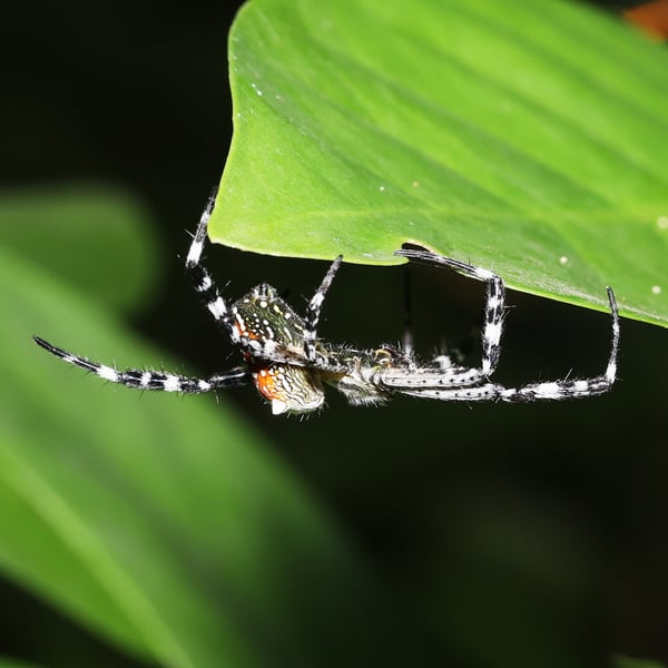 Cyrtophora moluccensis