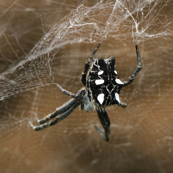 Cyrtophora citricola