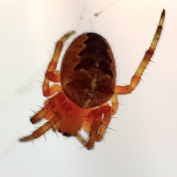 Araneus
