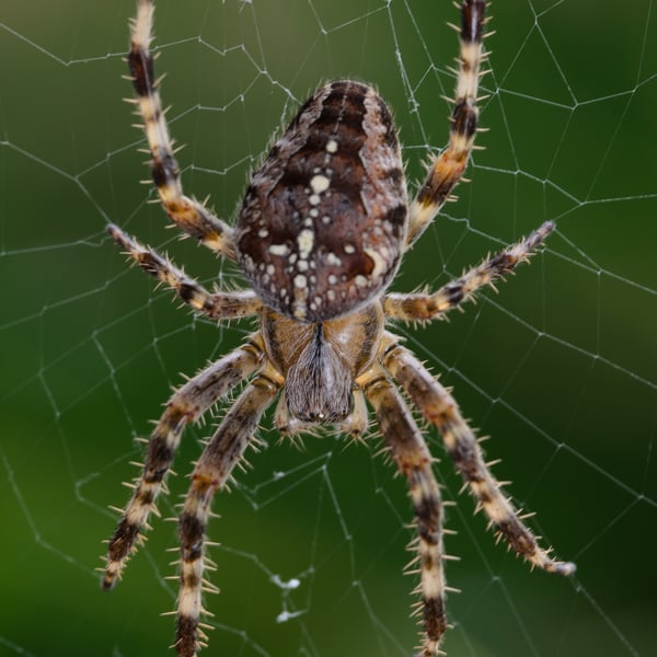 Araneus diadematus