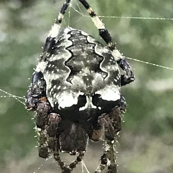 Araneus bicentenarius