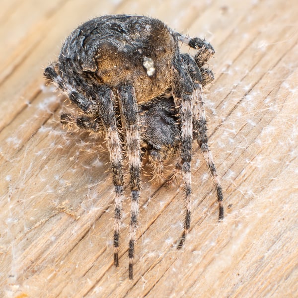 Araneus gemma