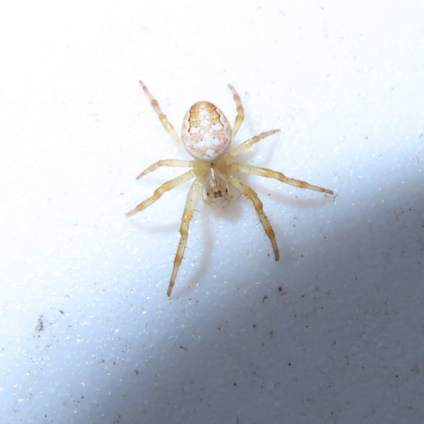 Araneus trifolium