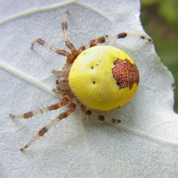 Araneus marmoreus